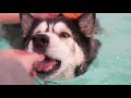 My Husky SWIMS in a POOL For The FIRST TIME!