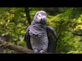 BIRDS OF THE RAINFOREST 3 (4K) Ambient Nature Relaxation™ Film