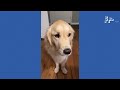 GUILTY Pets 🤣 FUNNIEST Compilation 😂 Best of Internet