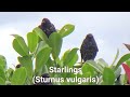 Starlings Preening Chirping Sturnus Vulgaris