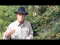 All Natural Fire Ant Control - The Dirt Doctor