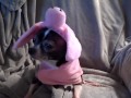Cutest small dog Halloween costume on Pebbles