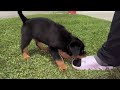 8wk Old Rottie Pup “King”