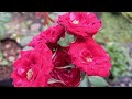 Bunch Pepita Roses || Gorgeous Flower ||  Gardening || Sunshine Season