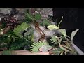 Pet green anaconda:  recent various indoor/outdoor videos