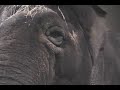 The Elephant Sanctuary | In Memory of Tina