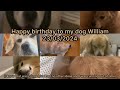 Dog animated meme to celebrate my dog’s birthday (original meme by @ChrisHallbeck )