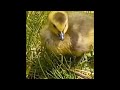 [ CANADA GEESE ]  WITH LITTLE CUTE GOSLINGS