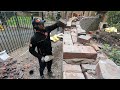 19th century Radius Brick wall Is Up To Height! - Part-3 #bricklaying #construction #youtube #yt