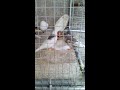 Zebra finches eating mealworms