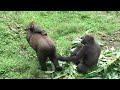 Gorilla mums