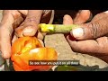 How To PROPAGATE Lemon Tree । With TOMATO । 100% Success