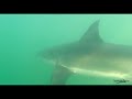 Best Great White Shark Drone Footage of 2020 (Narrated)