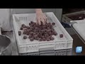 How It's Made: Candied Fruit