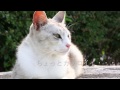 Trccam Vol 19 海辺の公園の猫　カメラEOS Kiss X3
