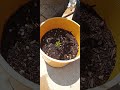Trees I've been Growing from Seed..