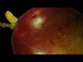 Rymdreglage - Fruits