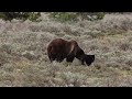 Famous GRIZZLY BEAR #399 returns with CUB in Grand TETON National Park