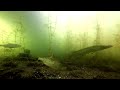 Northern Pike (Esox Lucius) - Underwater Film