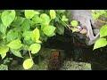 Aquarium (Dumbo Redtail Halfmoon Guppies) After 20 months 😍