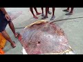 120 KG Heavy Stingray!! | #fisherman #stingray #harbor #costal  | @fishingfreaks