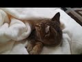 Rescued kitten’s first time in warm bed. #cat #catlover #shortvideo