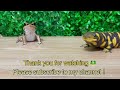 Speed vs Power🐸 frog＆toad & salamander