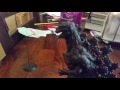 Cool Colin's Shin Godzilla Trailer