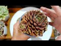 How To Separate Succulent Clusters to Propagate Fast