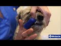 Dental Care for your Pet