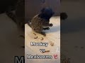 Monkey 🐒 vs Meal Worms 🪱