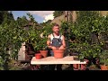 How to Grow Citrus Trees In Containers