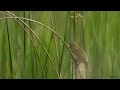 Rokitniczka śpiew /Sedge warbler song