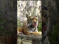 Tiger habitats , wild animals wildlife #005