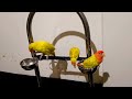 yellow ringneck parrot vs love bird