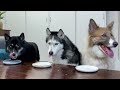 Funny reaction of dogs to vegetables and fruits  My husky eats everything