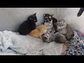 viral video captured of rescued kittens @hybridhomesteady
