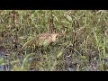 Bittern catching prey in the grass