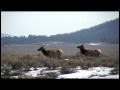Teton Elk Migration