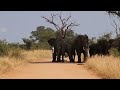 Why Idiots In Cars Shouldn't Drive Near Elephants.| Kruger Park Sightings