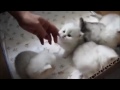 Cute And Fluffy Cats playing with her Owner !!!