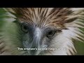 Philippine Eagle - The Bird Of Prey That Reigns Supreme