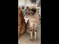 Oriental Shorthair cats
