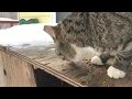 Feral cat let me pet him 😻#cat #catlover #shortvideo
