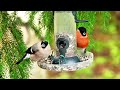 A pair of Eurasian bullfinches enjoy sunflower seeds 🦜🦜💚🌟🌳