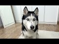 The Smartest Husky! How to Develop a Dog's Intelligence