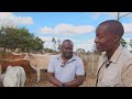How This Zimbabwean Farmer Unlocked Huge Secrets in Cattle Farming