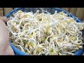 THE MOST SIMPLE HOW TO MAKE GREEN BEAN BEAUTIFUL SPROUTS | 4 x 12 HOURS