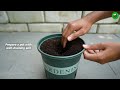 Best method of propagation lemon tree by air layering with tissue paper