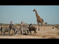 Amazing Wildlife of Africa in 4K | Nature Scenes | Scenic Relaxation Film